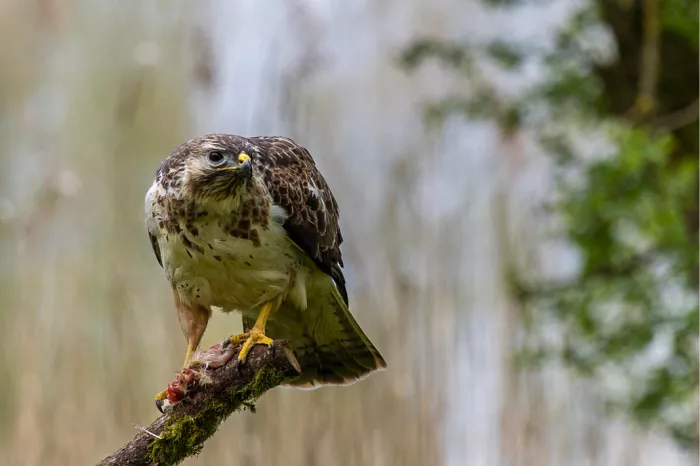 Bruin-wit gevlekte buizerd op een bemoste tak met prooi in zijn klauwen