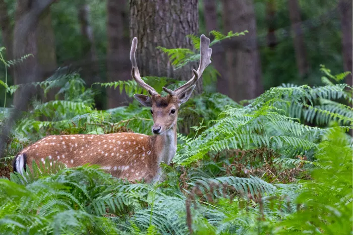 Gevlekt damhert met gewei tussen de varens in een bos, kijkend naar de camera