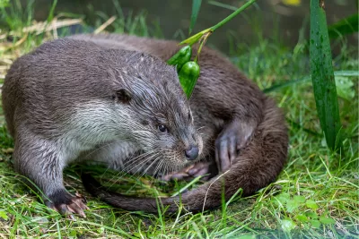 Verdraaide otter, de foto