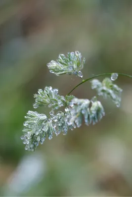 Dauwtocht, de foto