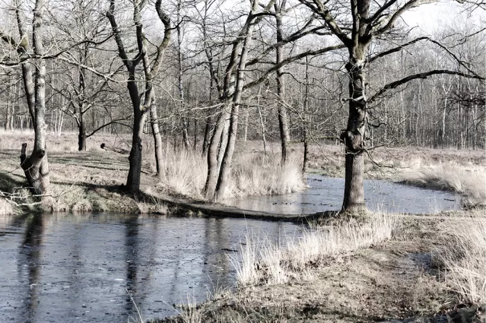 Kale bomen langs een ijzige waterloop met bleek gras in de winter, in gedempte tinten