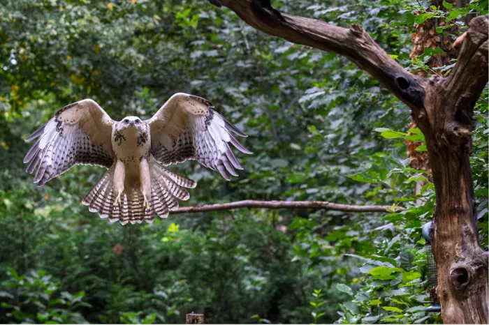 Buizerd met gespreide vleugels en staart die recht op de camera afvliegt, tegen groen bladerdek