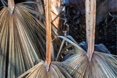 Gevallen palm, de foto
