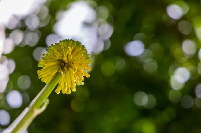 Geel bloempje van onderen gezien op een groene stengel, tegen groen met ronde lichtvlekjes