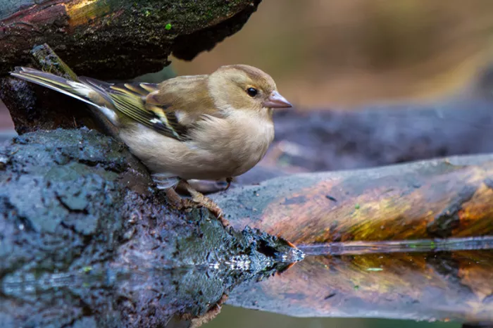 Vrouwtjesvink op een donkere stam aan het water, met haar spiegelbeeld in het stille water