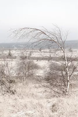 Buigen voor de winter, de foto