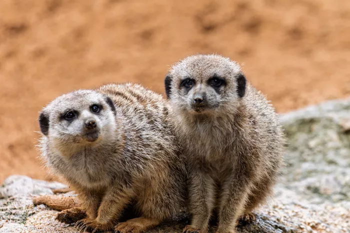 Twee stokstaartjes dicht naast elkaar op een rots, kijkend naar de camera, tegen een zandkleurige achtergrond