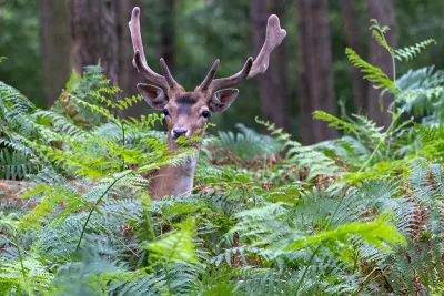 Kroon in het varenbos, de foto