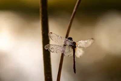 Diamanten vleugels, de foto