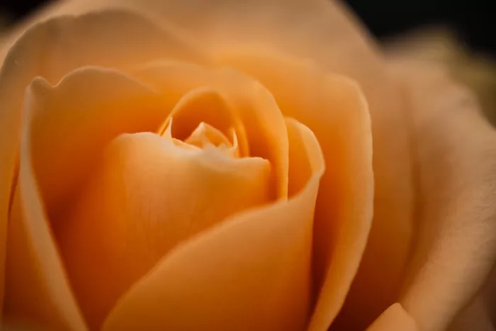 Close-up van een oranje roos met zacht gekrulde bloemblaadjes rond een dichte kern, tegen een donkere achtergrond.