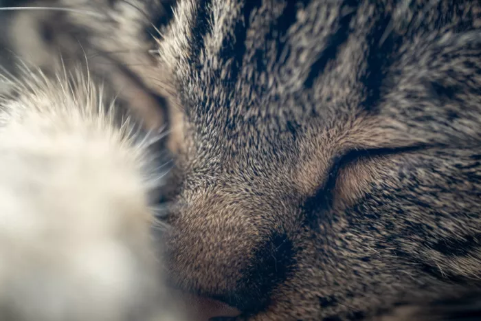 Close-up van het gezicht van een slapende getijgerde kat met gesloten oog, met op de voorgrond een onscherpe, lichte poot.