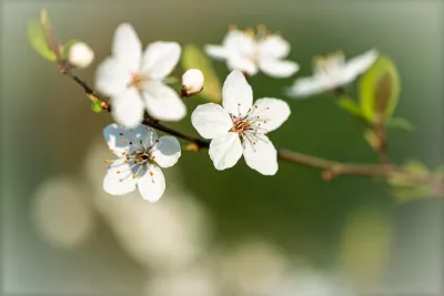 Witte Bloesem aan Twijg, de foto
