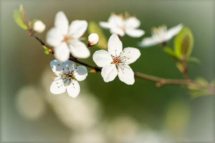 Tak met witte bloesems en knoppen met gele meeldraden tegen een zacht onscherpe, groene achtergrond.