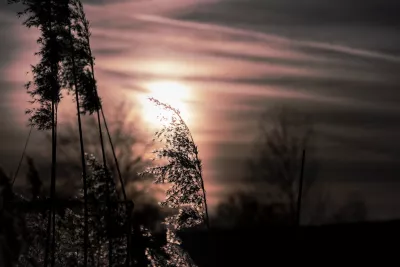 Riet tegen de Zon, de foto