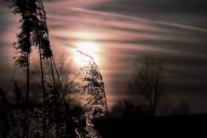Silhouet van rietpluimen tegen een lage zon en gestreepte, roze en grijze wolken, met onscherpe kale bomen op de achtergrond.