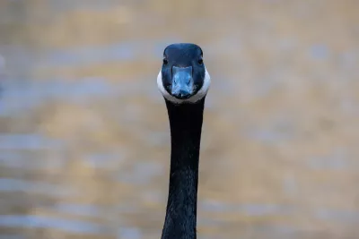 Gans op Gouden Water, de foto