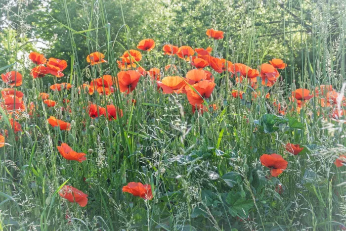 Veld met rode klaprozen tussen hoge grassprieten en zaaddozen, met een groene boomrij op de achtergrond.
