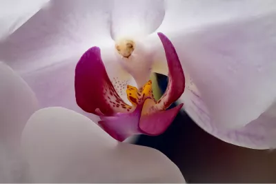 Orchidee met Magentalippen, de foto