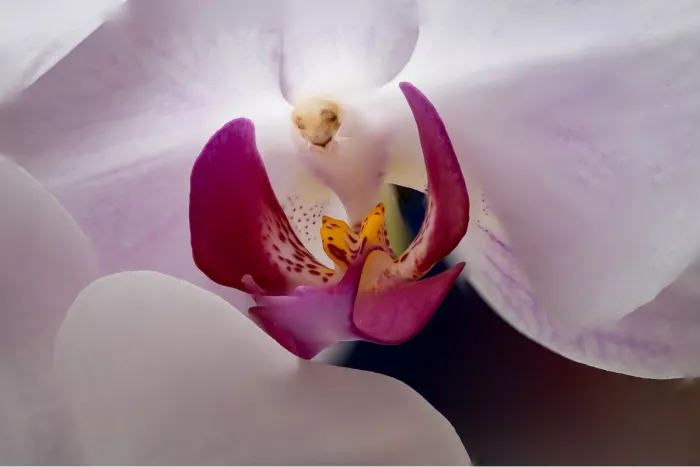 Close-up van het hart van een witte orchidee met paarse adertjes, magentarode lippen en een oranje gevlekt hartje.