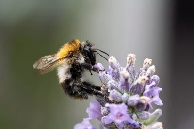 Hommel op Lavendeltop, de foto