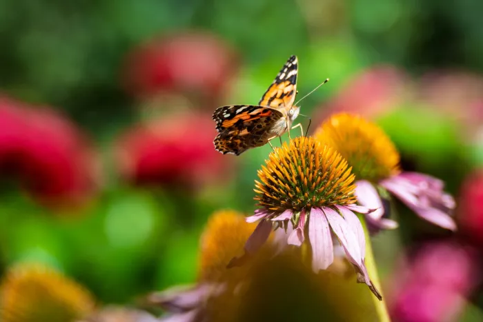 Distelvlinder met oranje vleugels zit op de oranje kegel van een zonnehoed, voor een onscherpe roze en groene achtergrond.