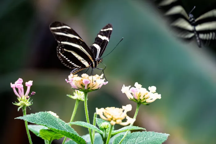 Zebravlinder met zwart-witte vleugels op een lantanabloem, met rechtsboven een onscherpe tweede vlinder.