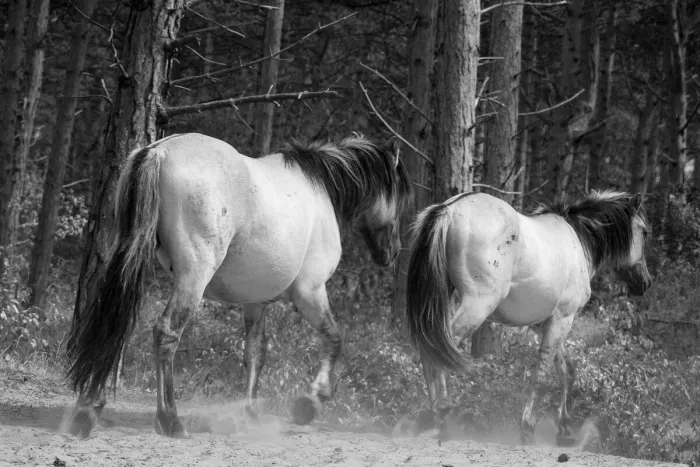 Twee konikpaarden van achteren gezien stappen over zand tussen dennenstammen, met opwaaiend stof rond de hoeven.