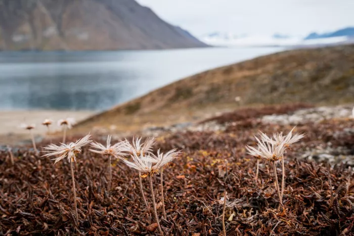 Pluizige zaadpluimen op dunne steeltjes in de toendra van Spitsbergen, met een wazig fjord en berghelling erachter.