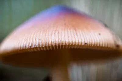 Lamellen onder Paarse Hoed, de foto