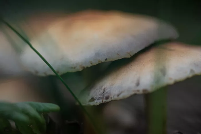 Twee bleke paddenstoelhoeden met een grashalm ervoor, in zachte onscherpte tegen een donkergroene achtergrond.