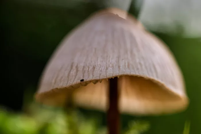 Paddenstoelhoed met fijne ribbels en druppels langs de rand, op een donkere steel tegen een groene achtergrond.