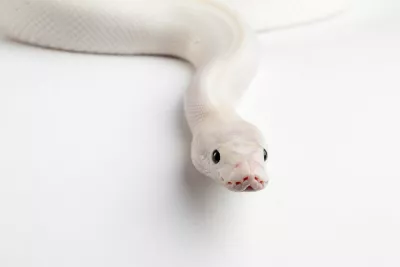 Whitesnake, de foto