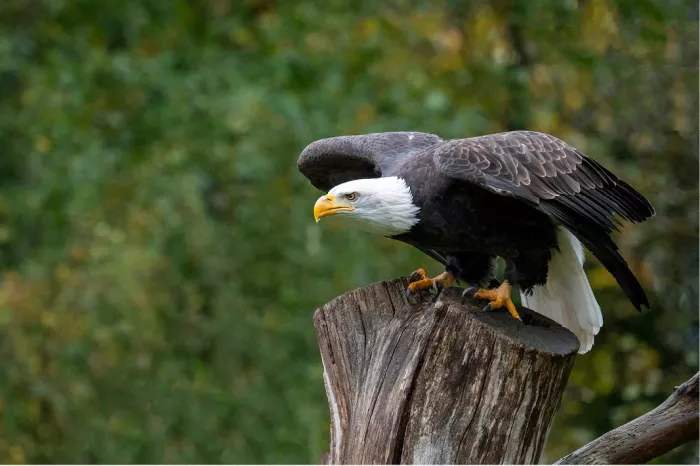 Amerikaanse zeearend met halfgeopende vleugels op een boomstronk, klaar om weg te vliegen