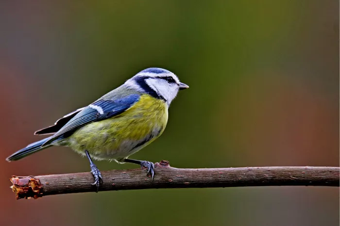 Pimpelmees met blauw kopje en gele buik zit op een kale tak, tegen een wazige achtergrond