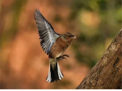 Fladderende vink, de foto