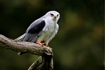 Grijze wouw, de foto