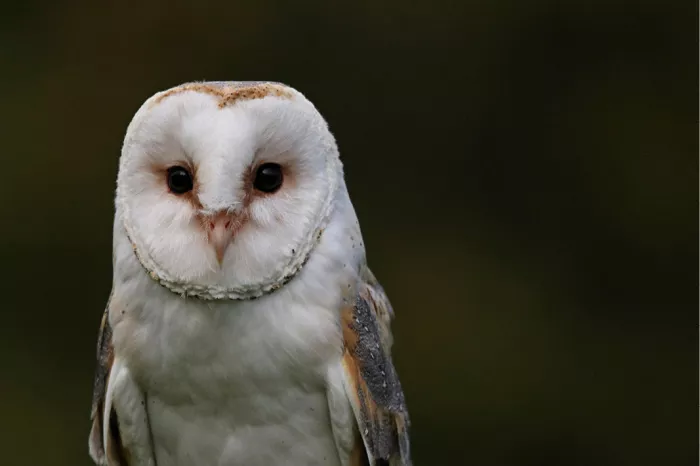 Close-up van een kerkuil met wit hartvormig gezicht en donkere ogen tegen een donkere achtergrond