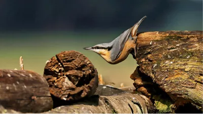 Boomklever, de foto