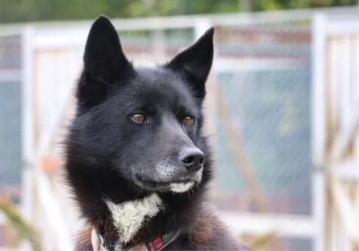 Husky, de foto