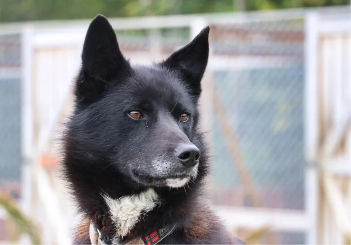 Zwarte husky met witte borstvlek en rechtopstaande oren kijkt opzij