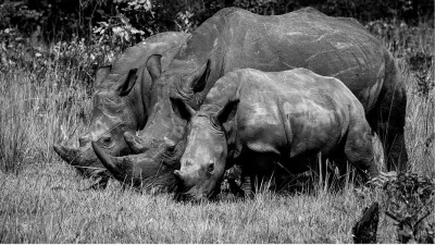 Neushoorn trio, de foto