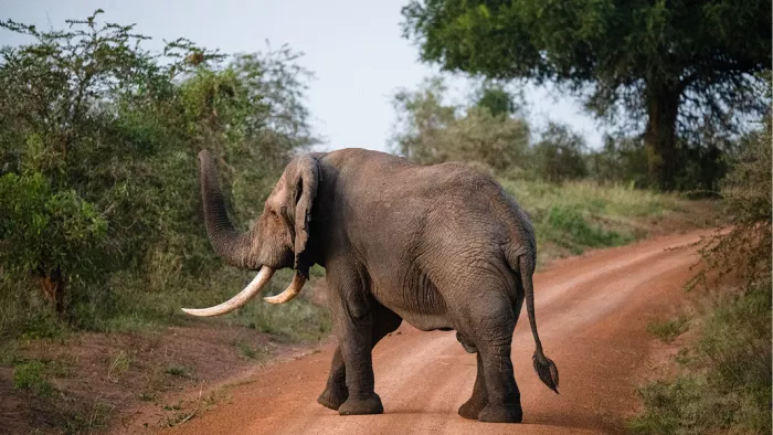 Afrikaanse olifant met opgeheven slurf steekt een rode zandweg over tussen groene struiken