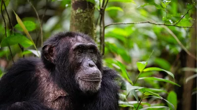 Chimpansee, de foto