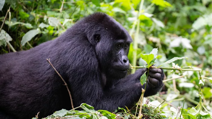 Gorilla ligt tussen groene planten en trekt een twijg met blaadjes naar zijn mond