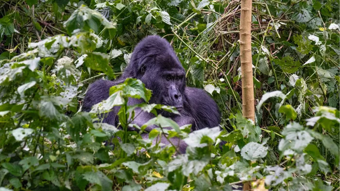 Gorilla zit half verscholen tussen dicht groen gebladerte in het regenwoud