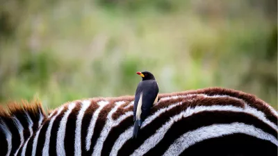 Geelsnavelossenpikker en zebra, de foto