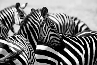 Zebra's, de foto