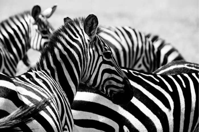 Zebra's dicht tegen elkaar, met overlappende strepen en één kop in het midden, in zwart-wit