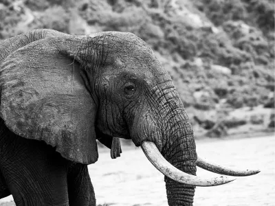 Olifant, de foto