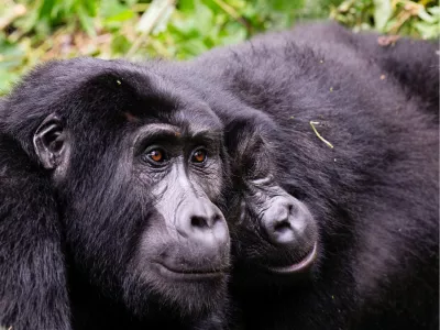 Gorilla Duo, de foto